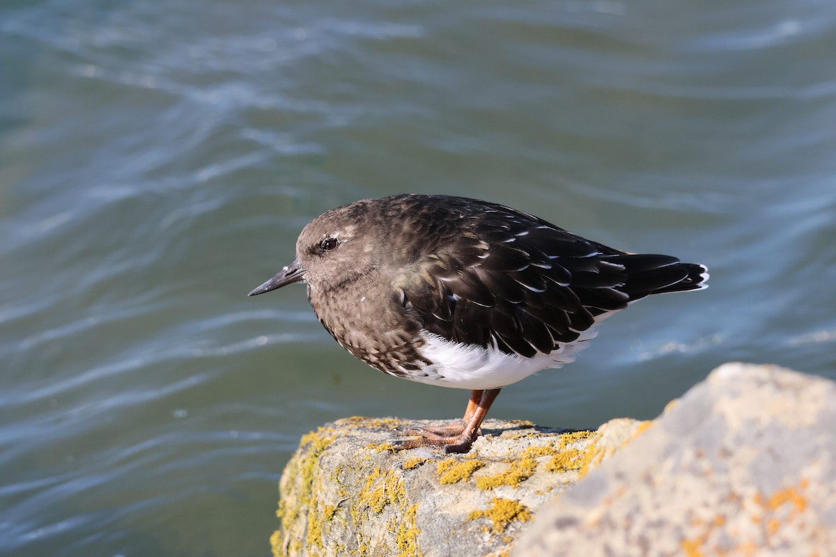 Black Turnstone - ML641827497