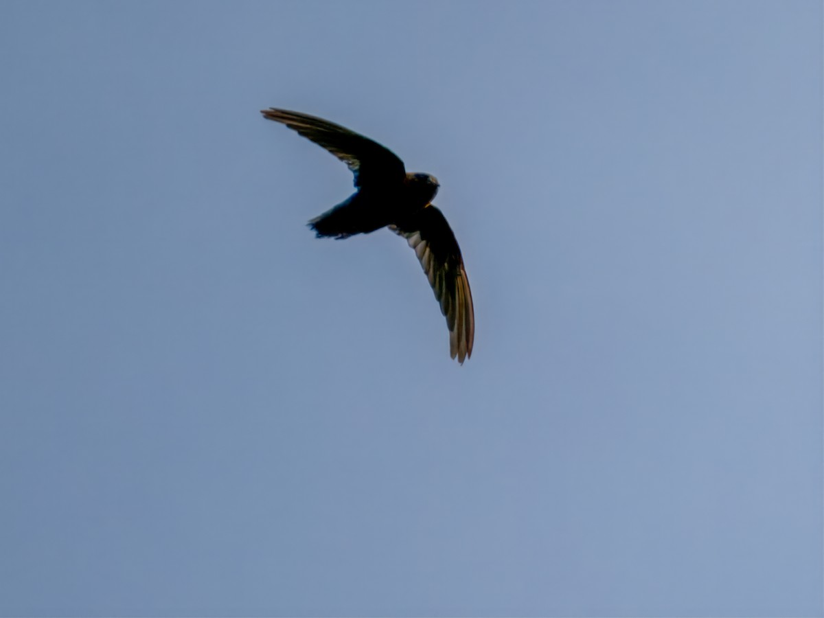Chestnut-collared Swift - ML641827503