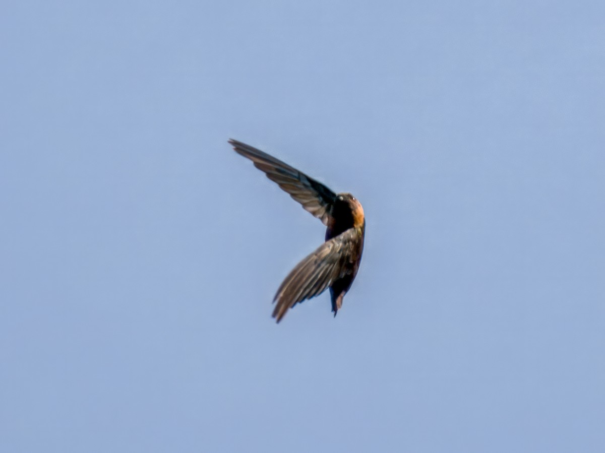 Chestnut-collared Swift - ML641827505