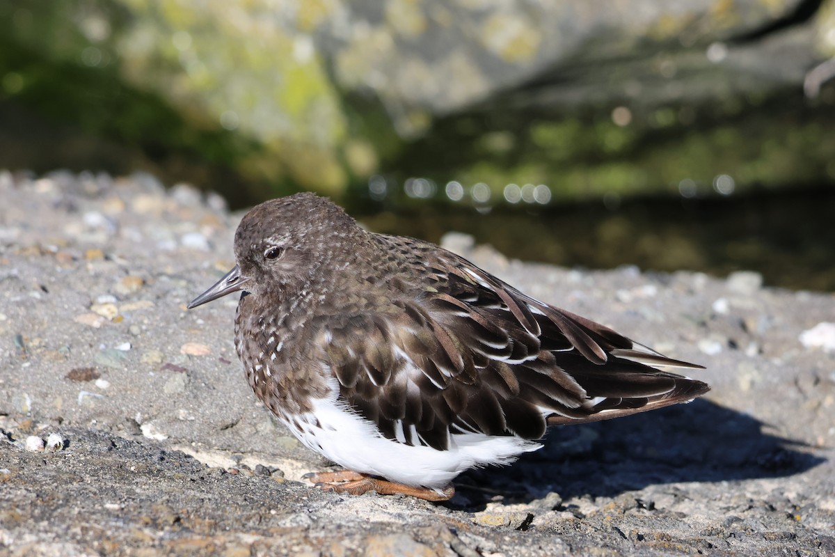 Black Turnstone - ML641827511