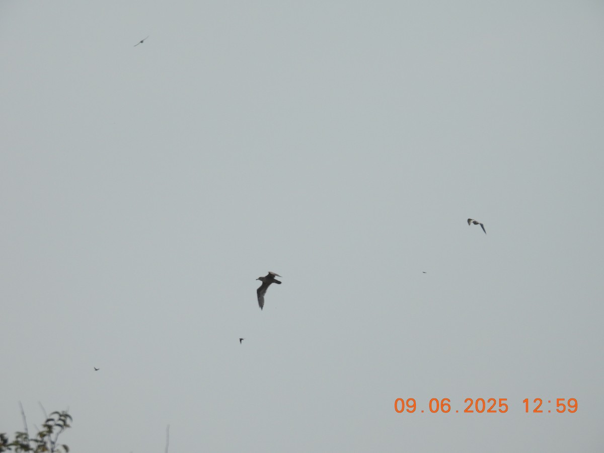 Tree Swallow - ML641827521