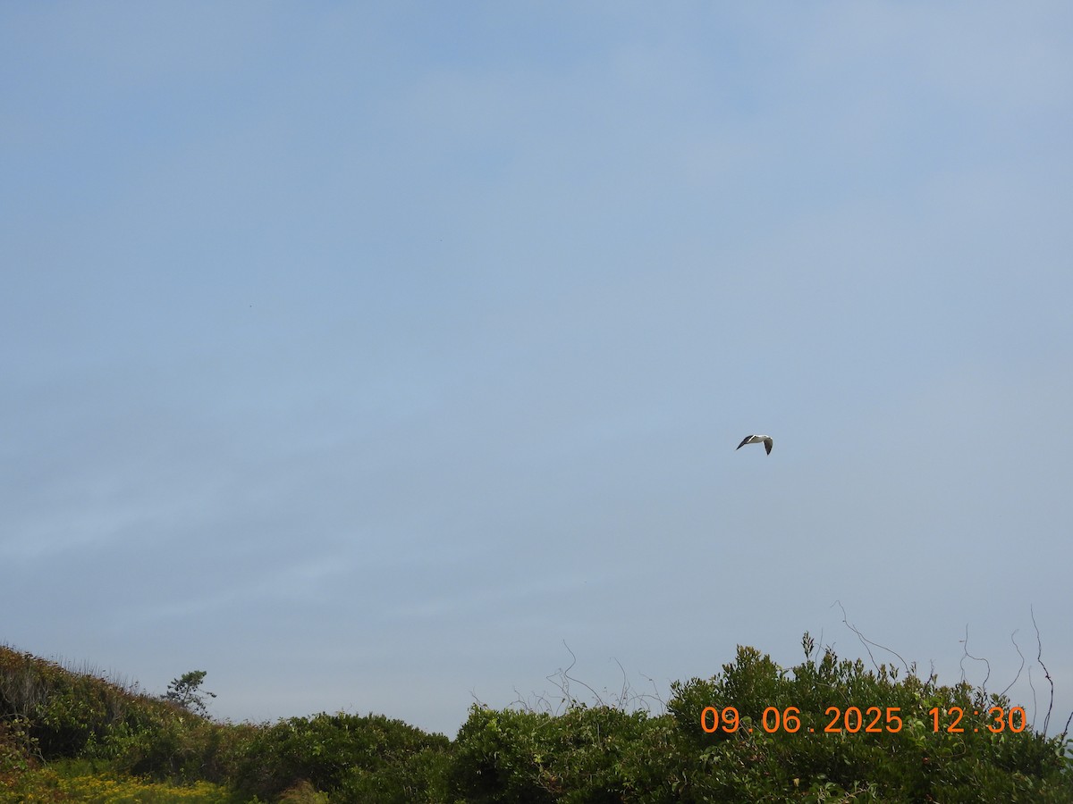 Tree Swallow - ML641827522