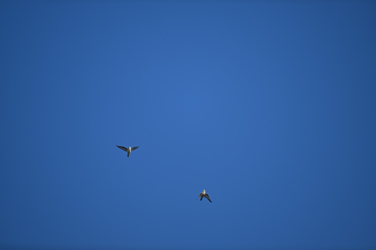 紅領瓣足鷸 - ML641827523