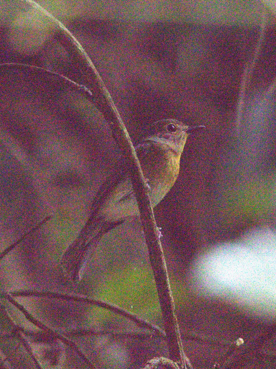 Indochinese Blue Flycatcher - ML641827531