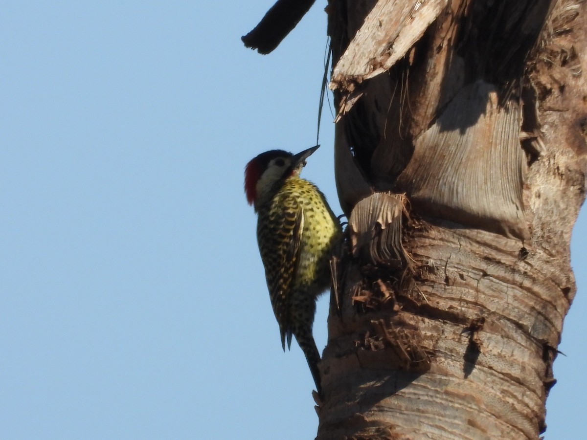 Green-barred Woodpecker - ML641827534