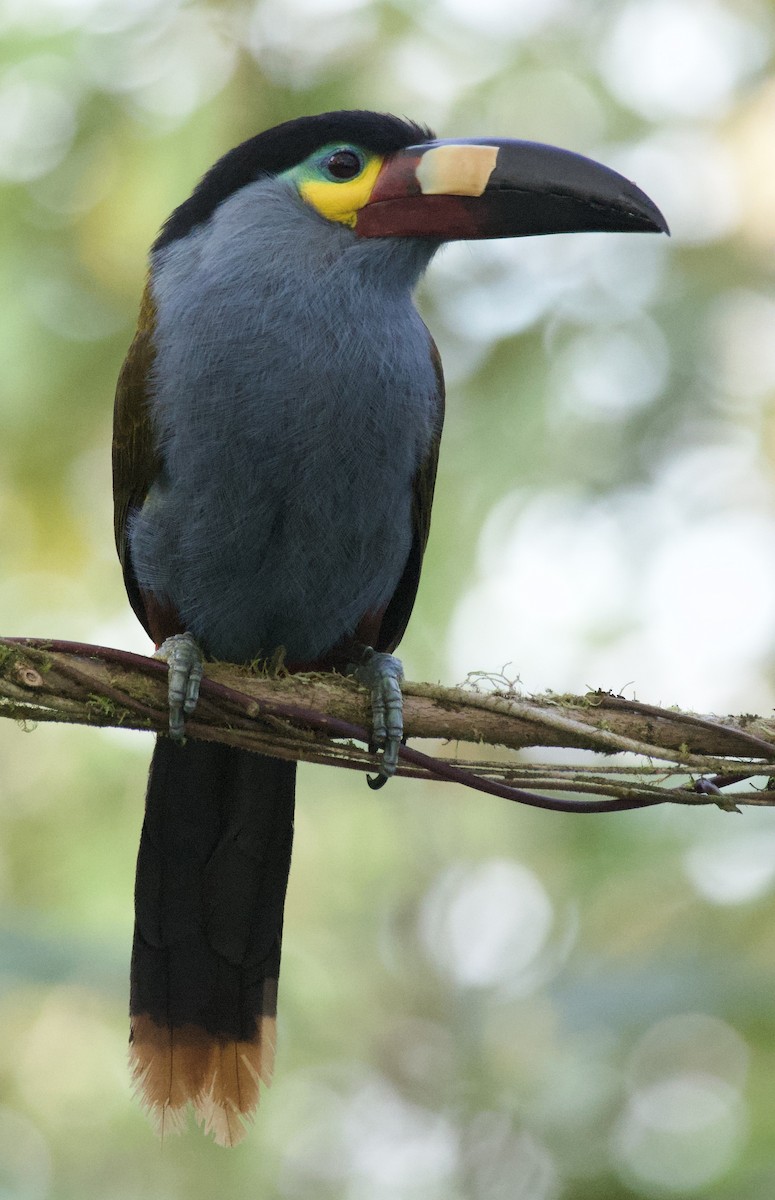 Plate-billed Mountain-Toucan - ML641827547