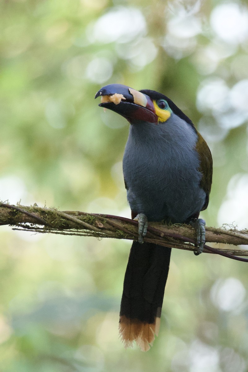 Plate-billed Mountain-Toucan - ML641827548