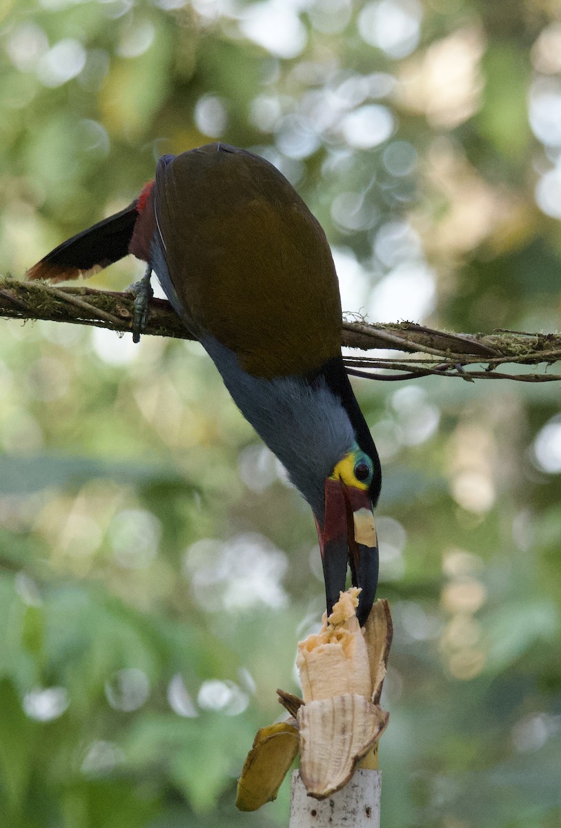 Plate-billed Mountain-Toucan - ML641827549