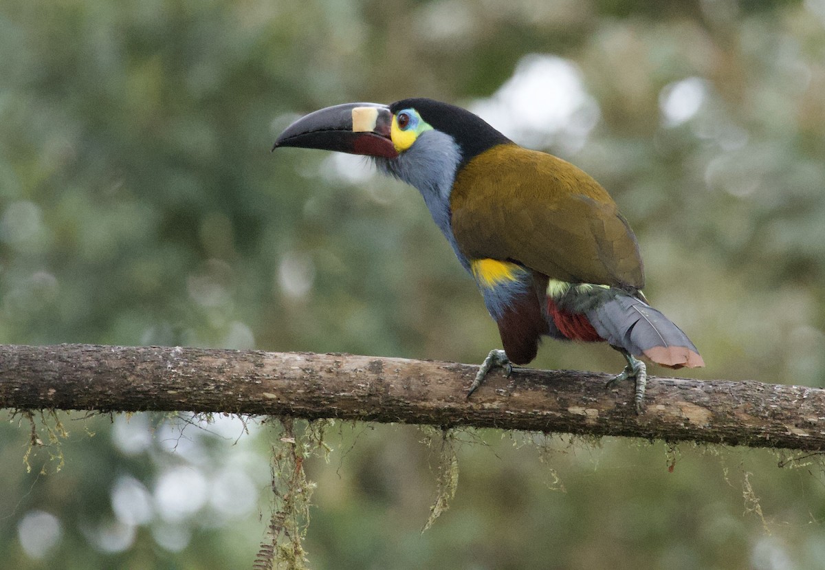 Plate-billed Mountain-Toucan - ML641827551