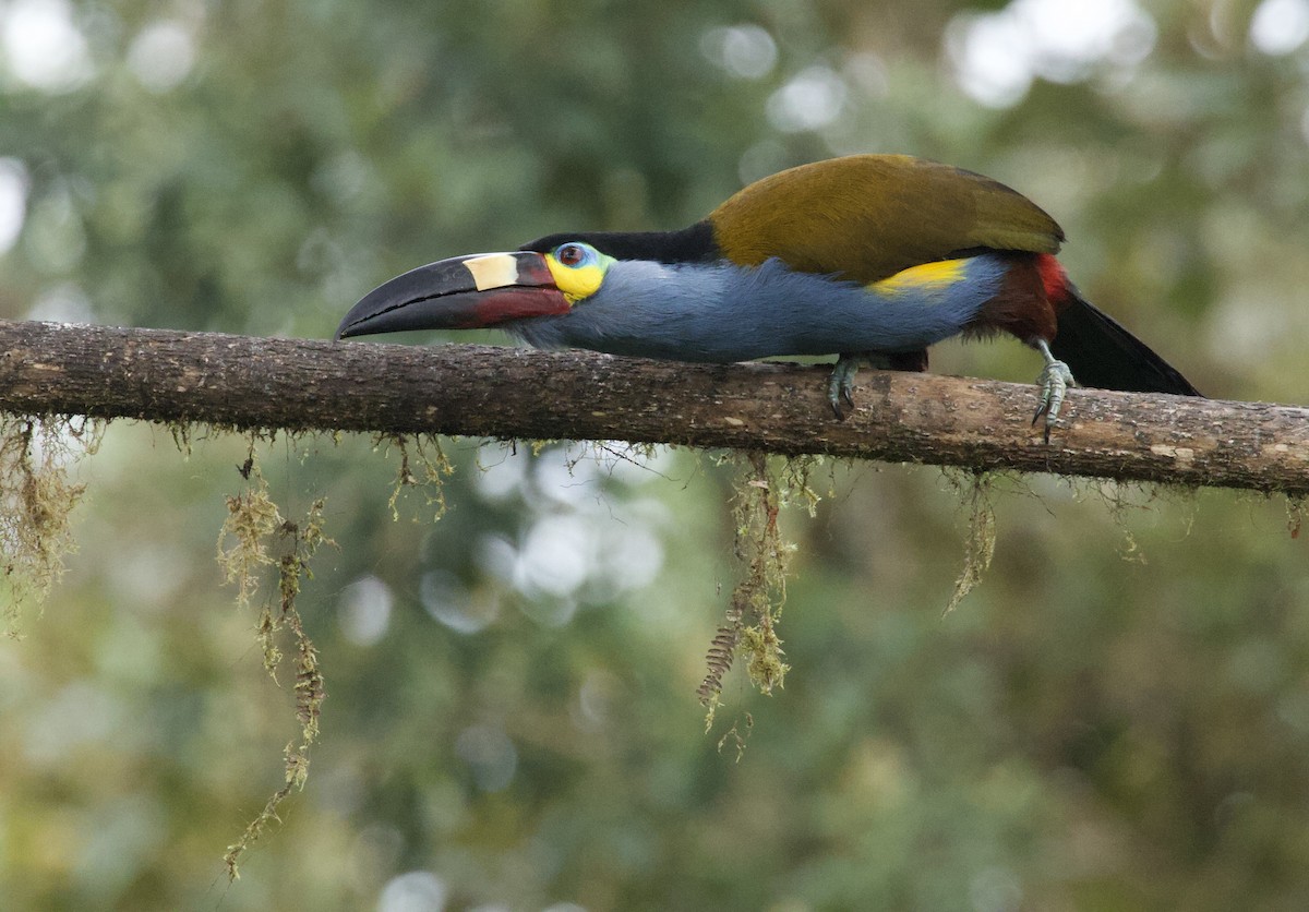 Plate-billed Mountain-Toucan - ML641827552
