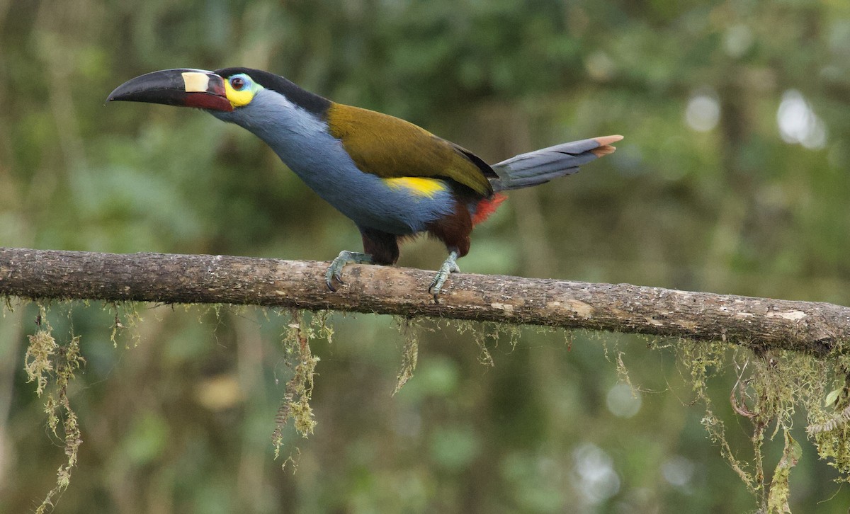 Plate-billed Mountain-Toucan - ML641827553