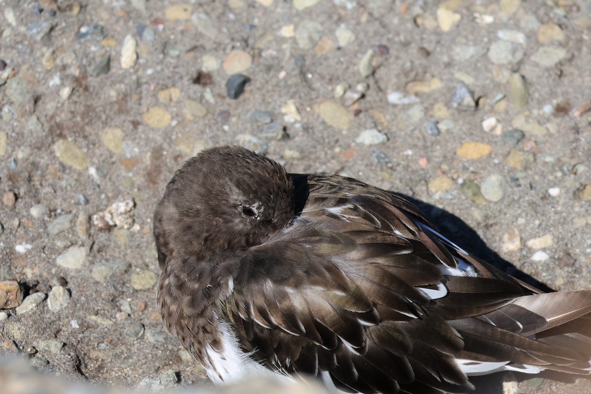 Black Turnstone - ML641827554