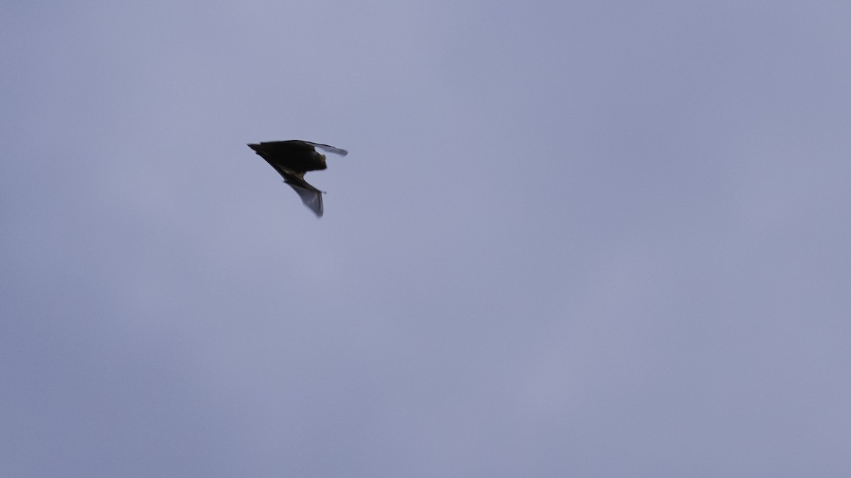 Insects - ML641827563