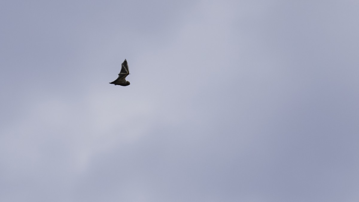 Insects - ML641827564