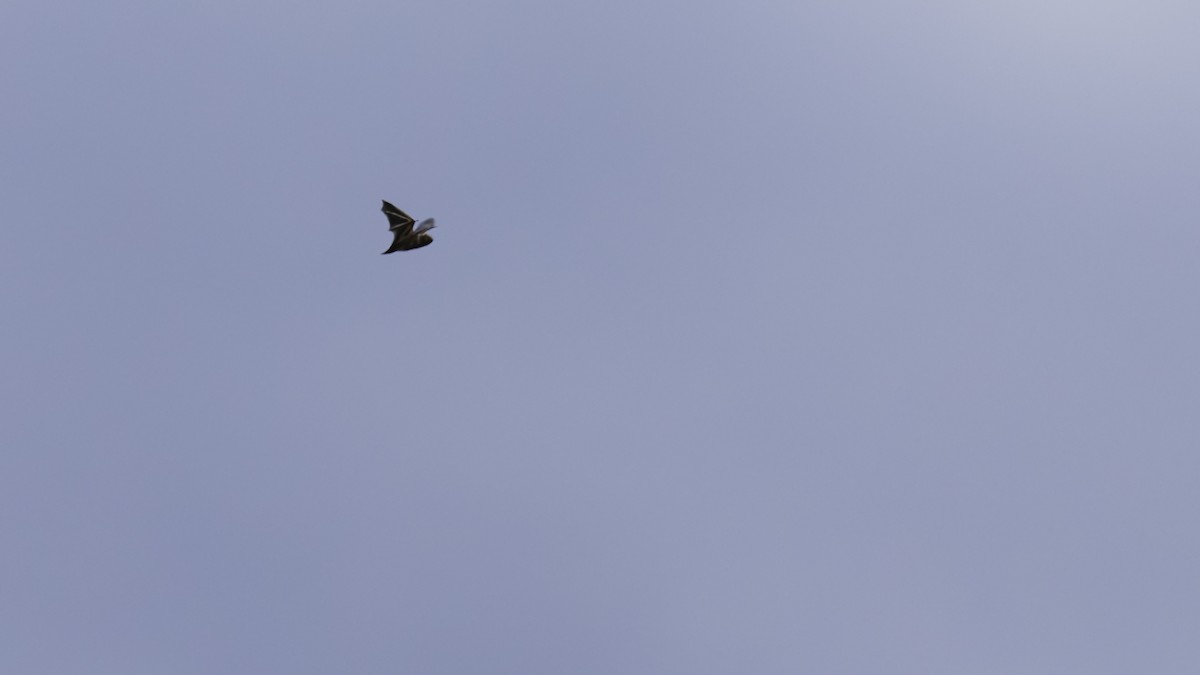 Insects - ML641827565