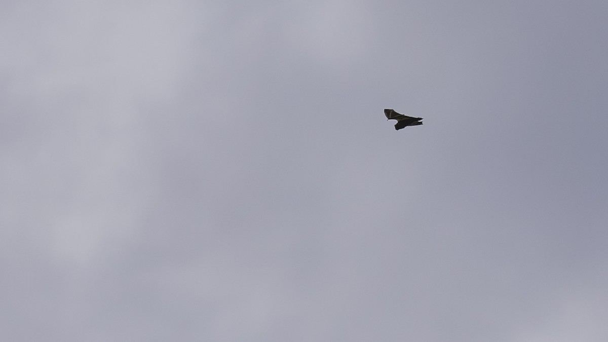 Insects - ML641827567