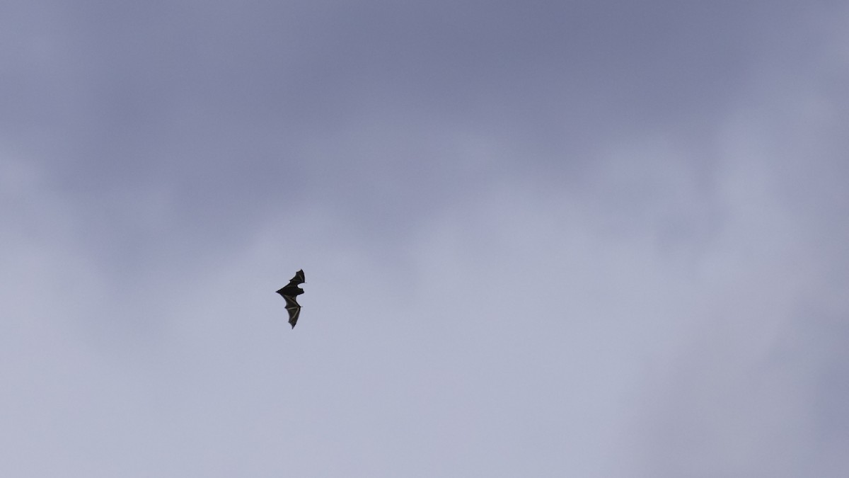 Insects - ML641827568