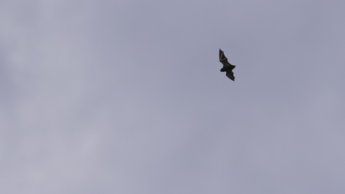 Insects - ML641827569