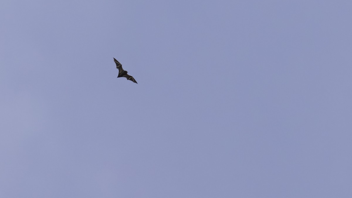 Insects - ML641827570