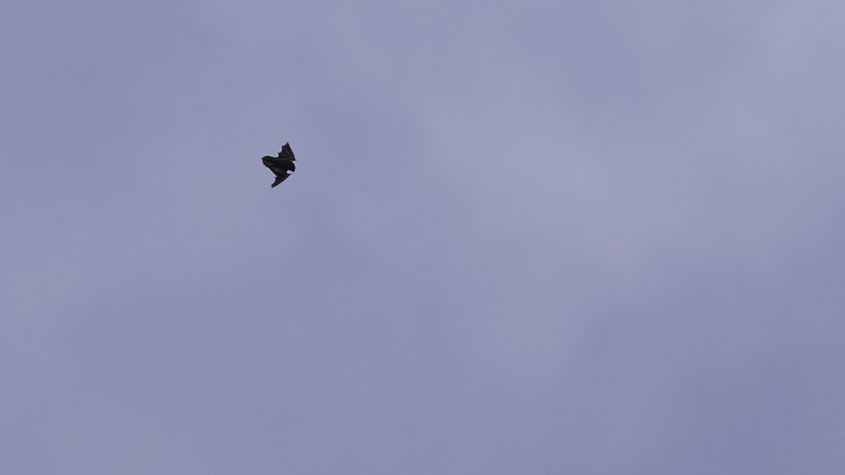 Insects - ML641827571