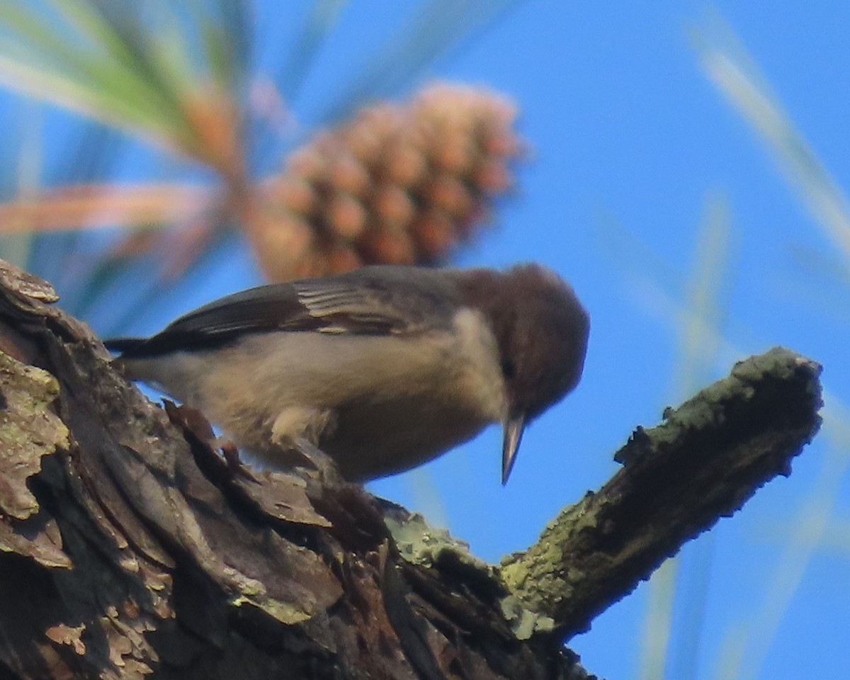 Brown-headed Nuthatch - ML641827576