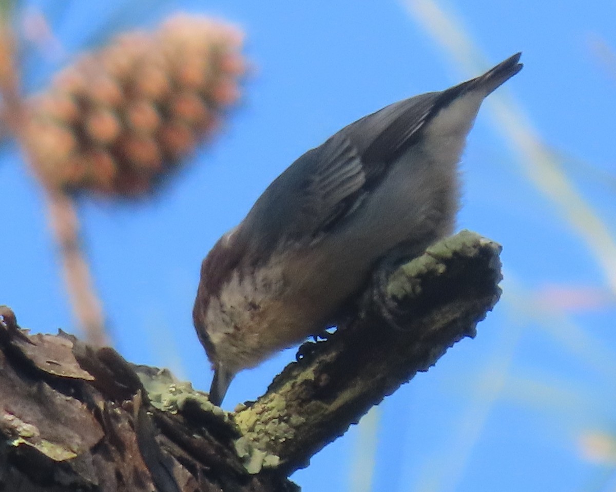 Brown-headed Nuthatch - ML641827578