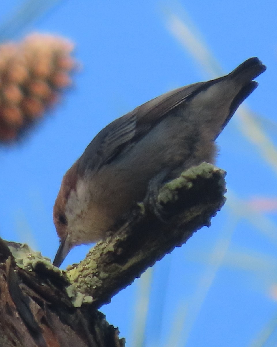 Brown-headed Nuthatch - ML641827579