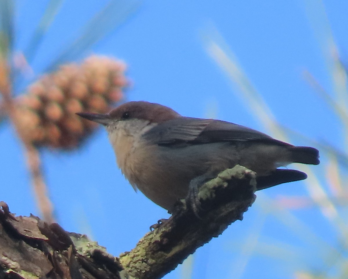Brown-headed Nuthatch - ML641827581