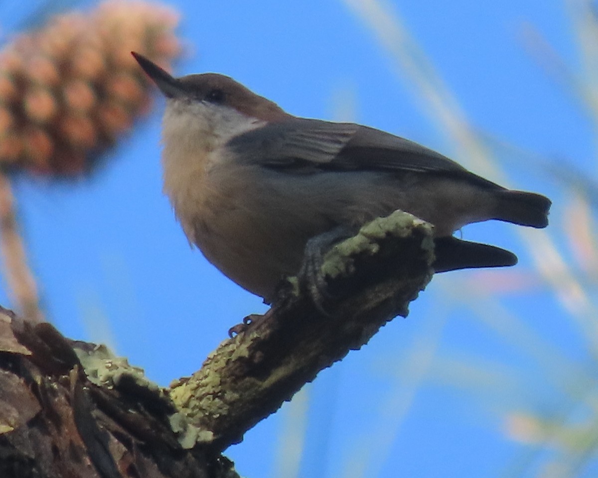 Brown-headed Nuthatch - ML641827582