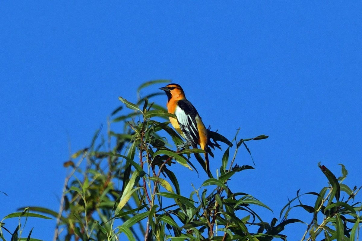 Oriole de Bullock - ML641827589