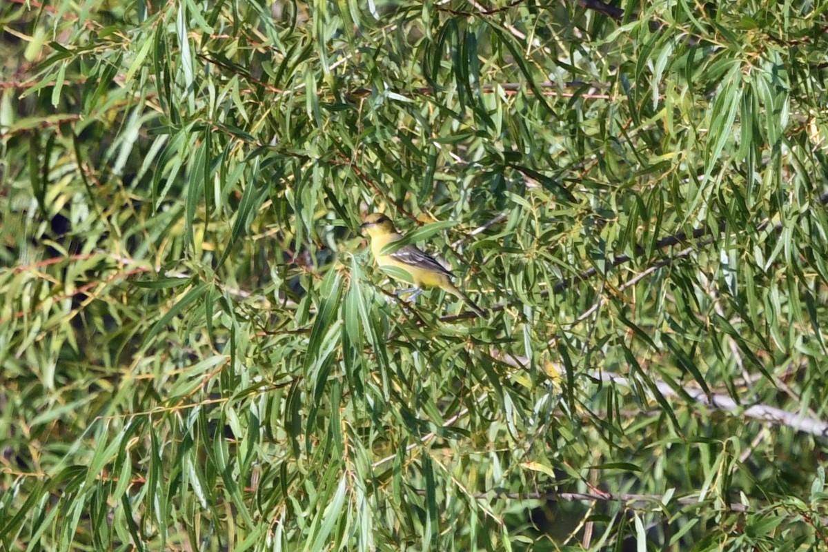 Oriole des vergers - ML641827600