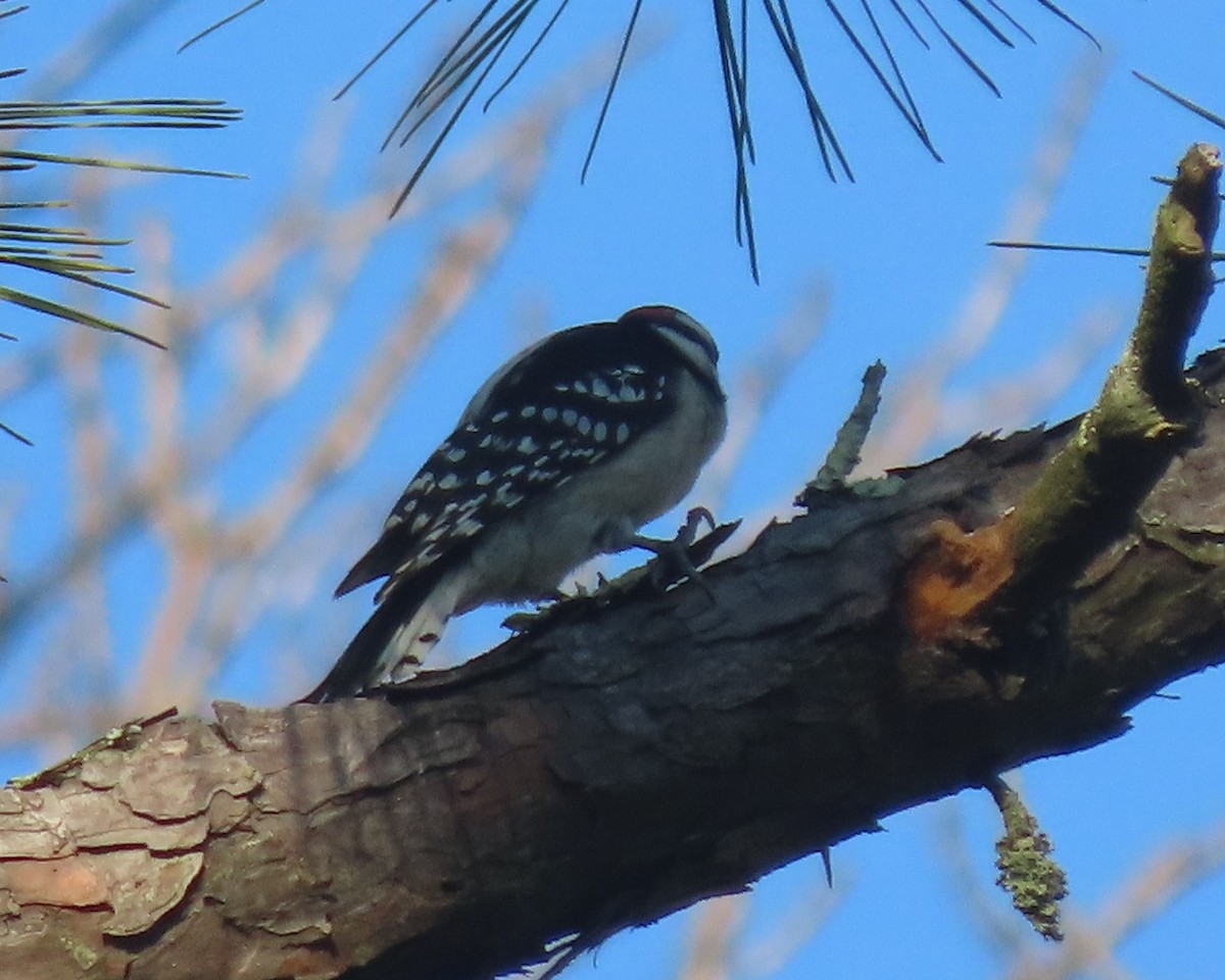 Downy Woodpecker - ML641827601