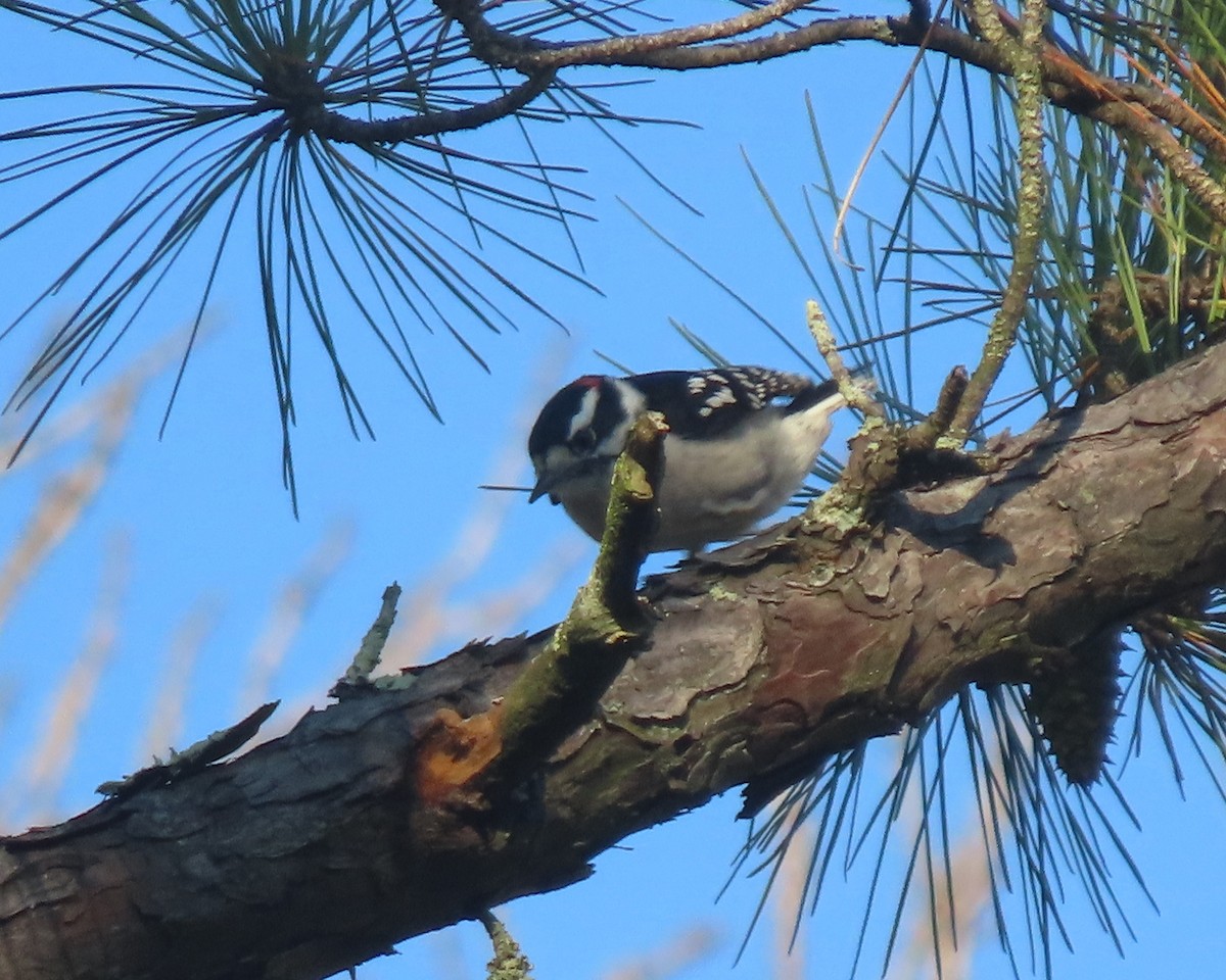 Downy Woodpecker - ML641827602