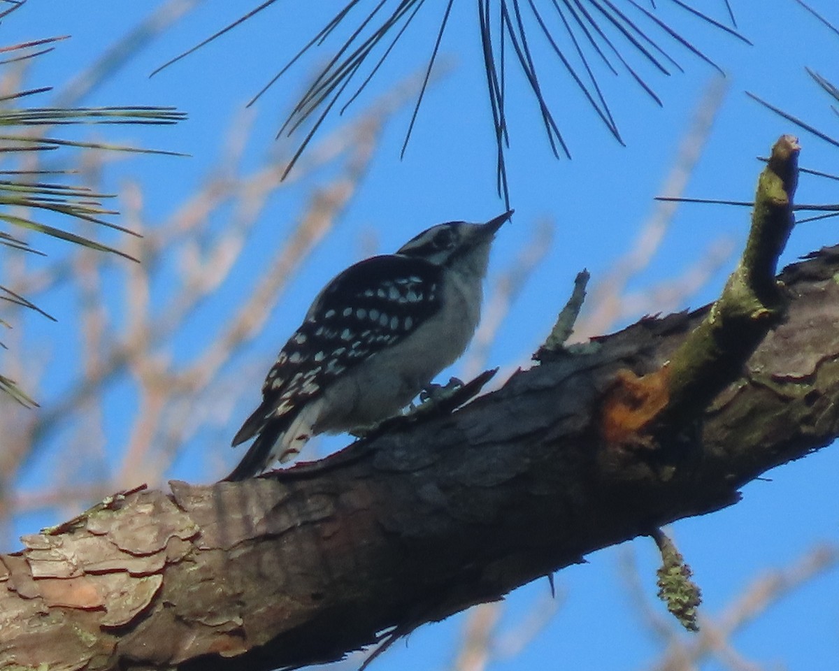 Downy Woodpecker - ML641827603