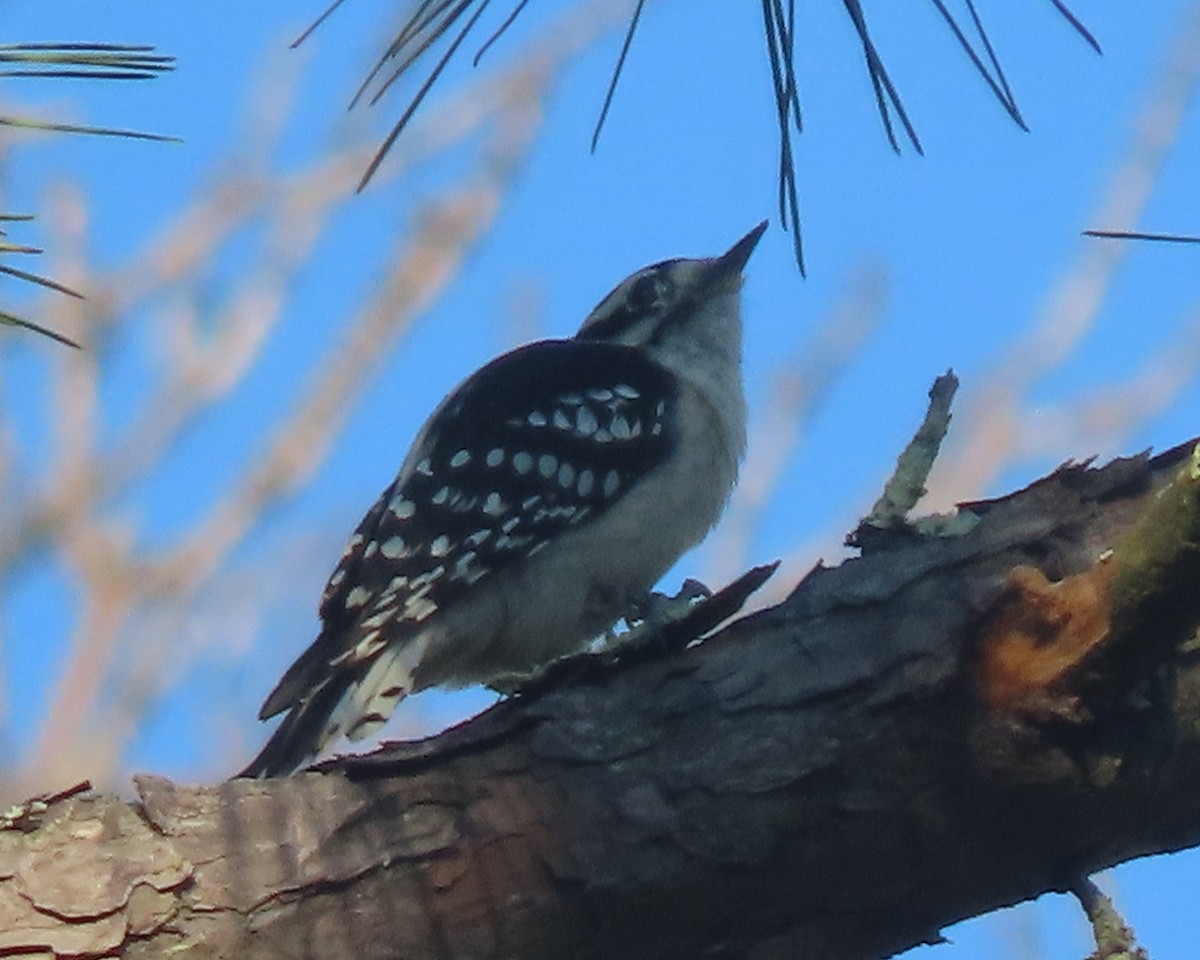 Downy Woodpecker - ML641827606