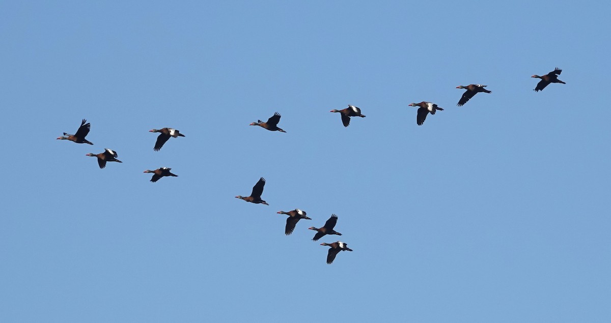 Black-bellied Whistling-Duck - ML641827616