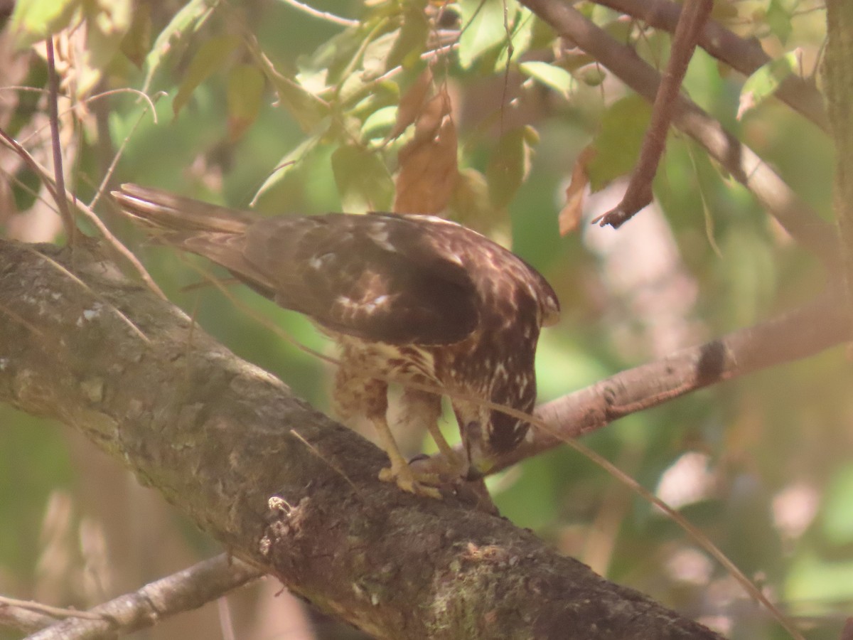 Common Black Hawk - ML641827618