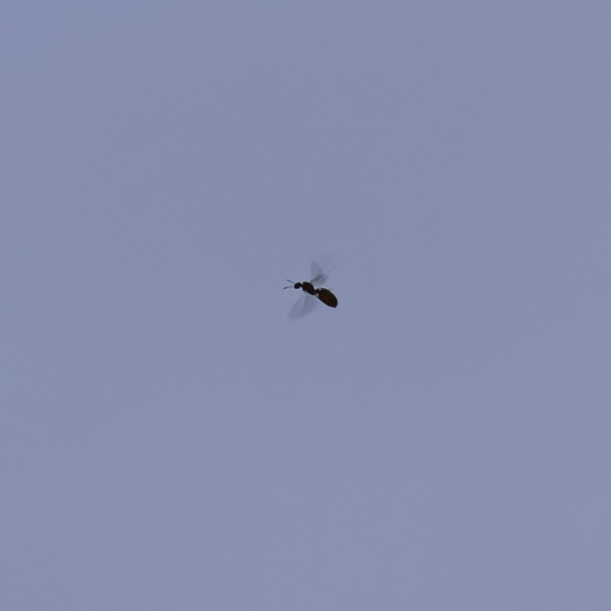 Animals - ML641827627