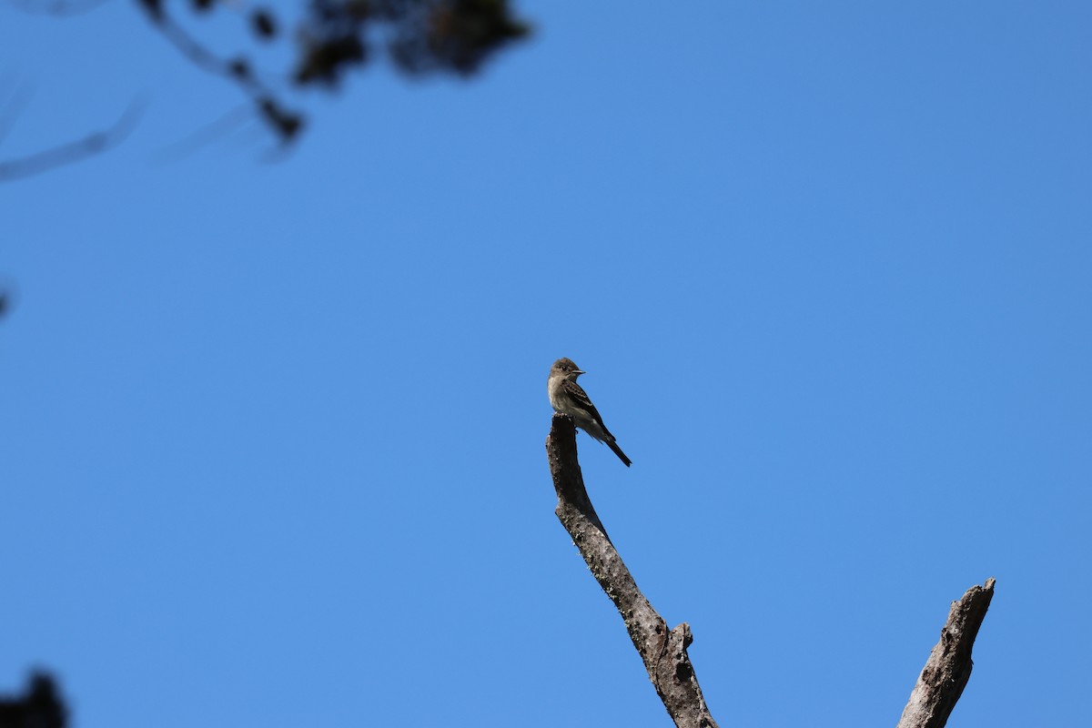 Western Wood-Pewee - ML641827640