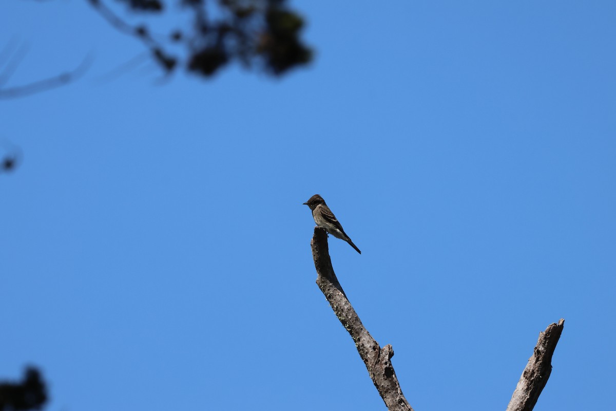Western Wood-Pewee - ML641827655