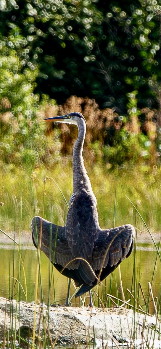 Great Blue Heron - ML641827678