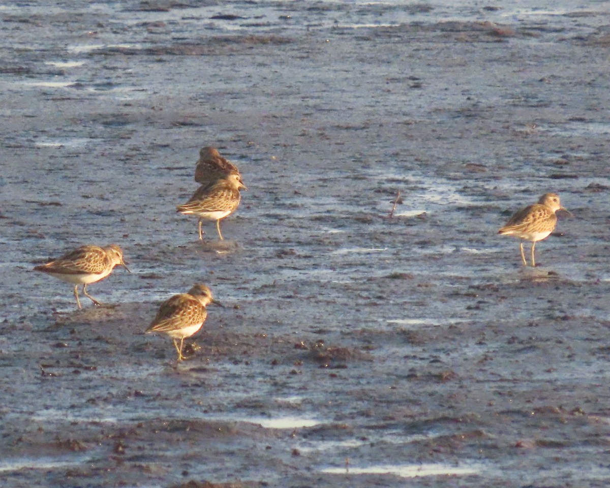 Least Sandpiper - ML641827679