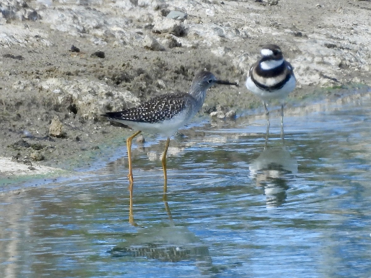 Lesser Yellowlegs - ML641827695