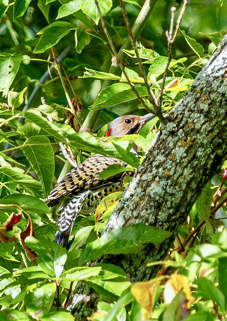 Northern Flicker - ML641827708