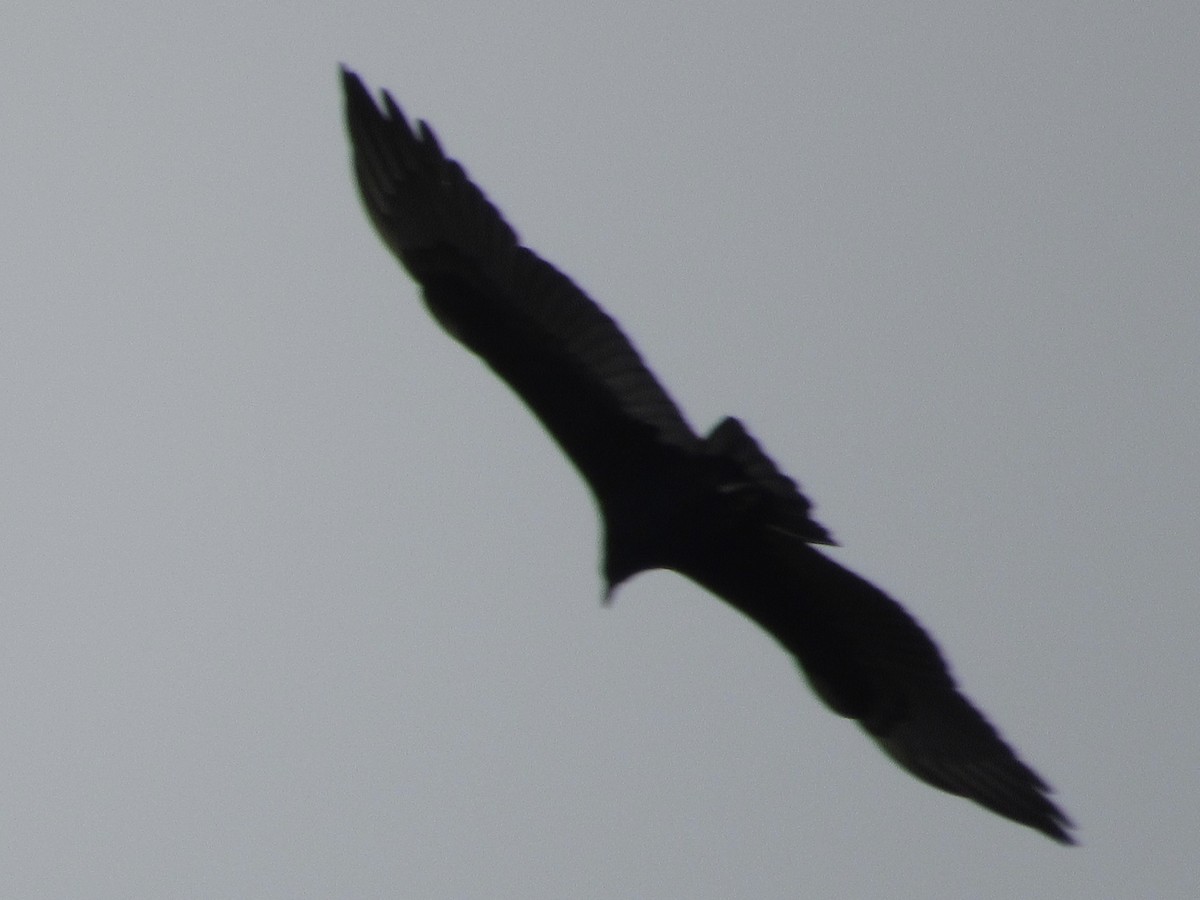 Turkey Vulture - ML641827713