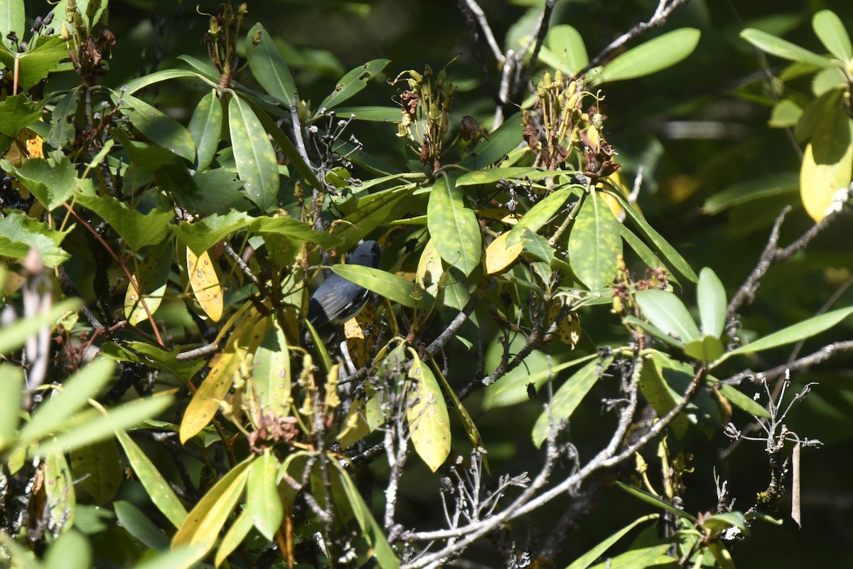 Black-throated Blue Warbler - ML641827714