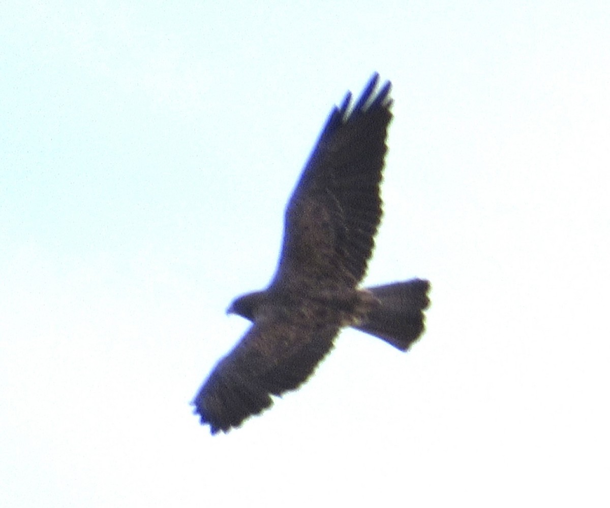 Swainson's Hawk - ML641827717