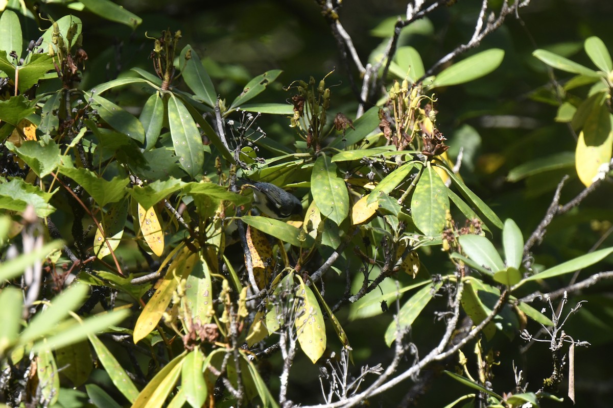Black-throated Blue Warbler - ML641827718