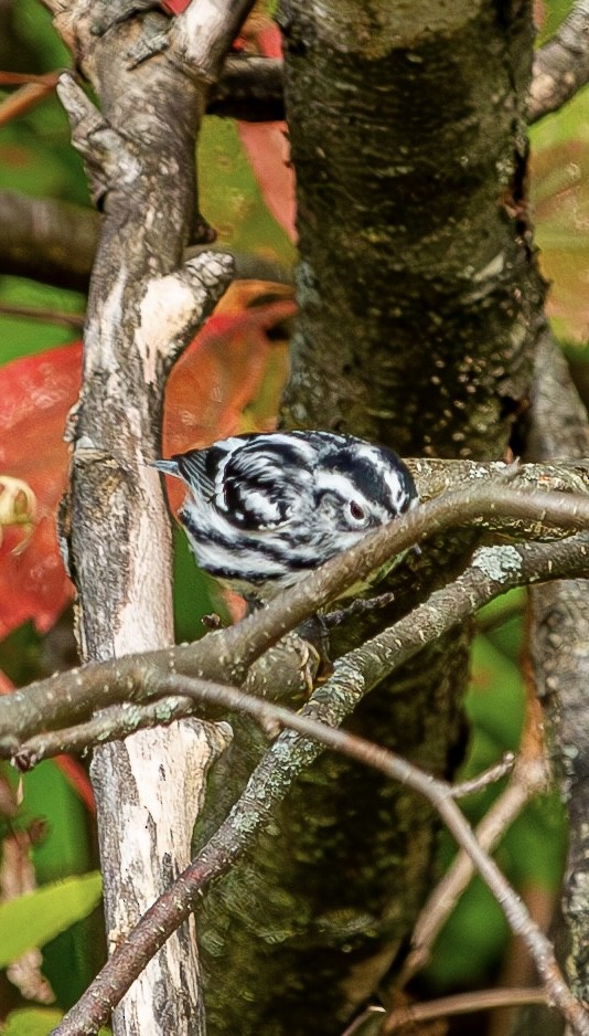 Black-and-white Warbler - ML641827721