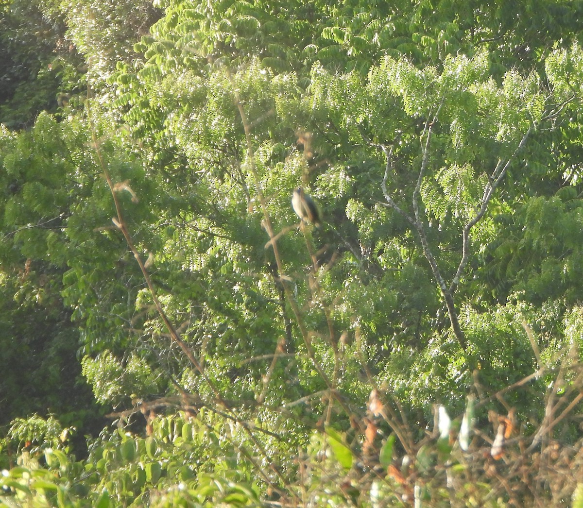 Burnished-buff Tanager - ML641827726
